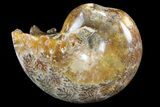 Polished, Agatized Ammonite (Phylloceras?) - Madagascar #149235-1